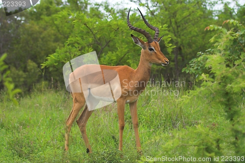 Image of Male Impala