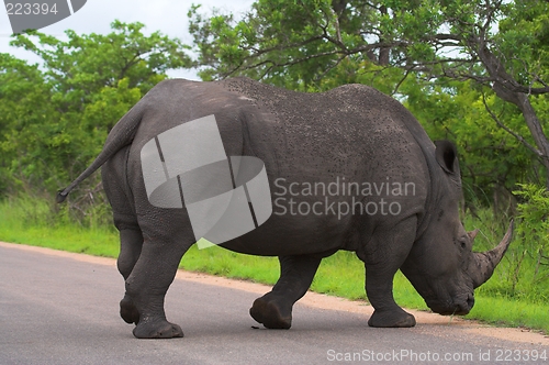 Image of rhino