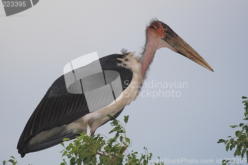 Image of marabu stork