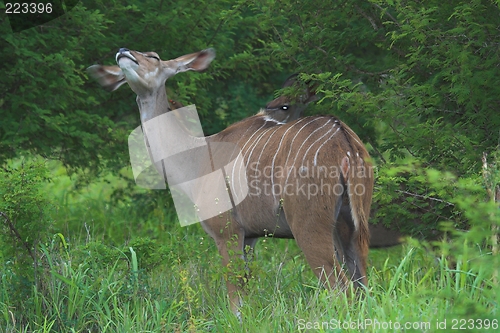 Image of female kudu