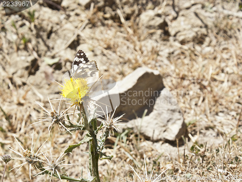 Image of Butterfly on a flower