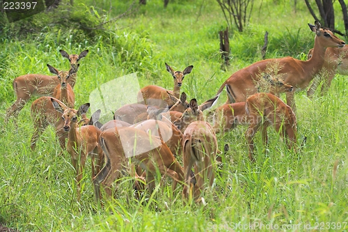 Image of impala group