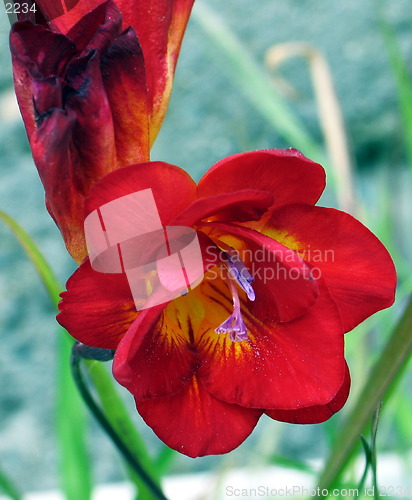 Image of Red bloom