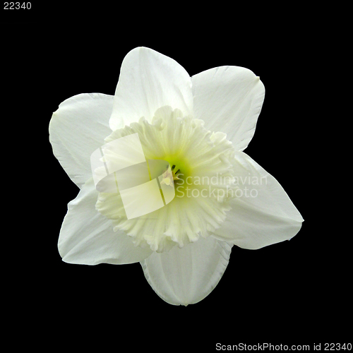 Image of Daffodil head on a black background