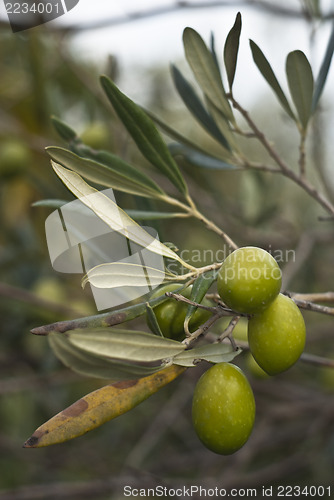 Image of olives on branch