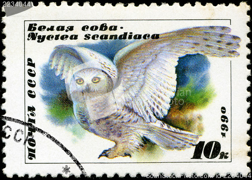 Image of USSR - CIRCA 1990: A stamp printed in USSR showing owl, circa 19