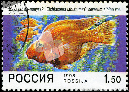Image of RUSSIA - CIRCA 1998: A post stamp printed in Russia shows fish. 
