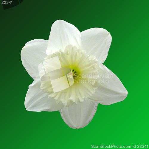 Image of Daffodil head on a green background