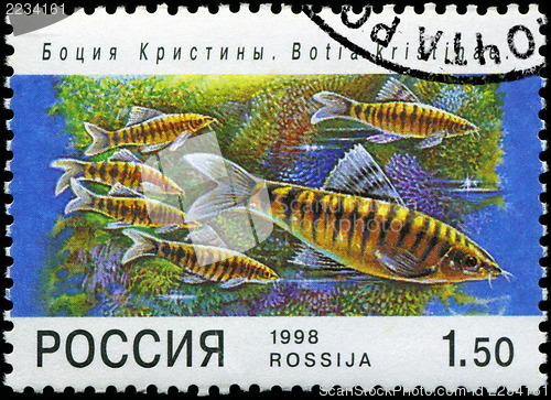 Image of RUSSIA - CIRCA 1998: A post stamp printed in Russia shows fish. 