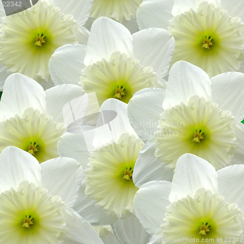 Image of Yellow and White Daffodils