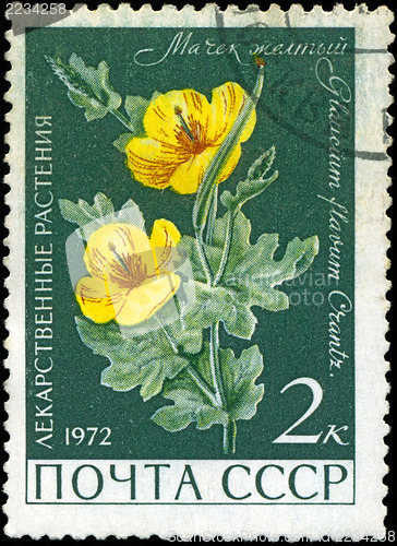 Image of USSR - CIRCA 1972: A stamp printed in USSR show Glaucium flavum,