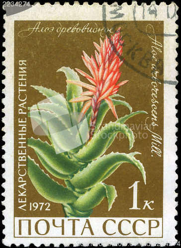 Image of USSR - CIRCA 1972: A stamp printed in USSR show Aloe arborescens