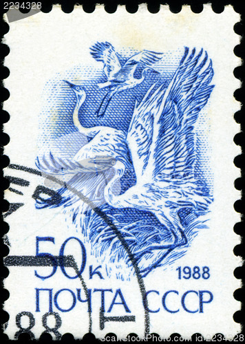 Image of USSR - CIRCA 1988: A stamp printed in USSR (Russia) shows White 