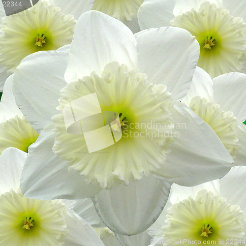 Image of Yellow and White Daffodils