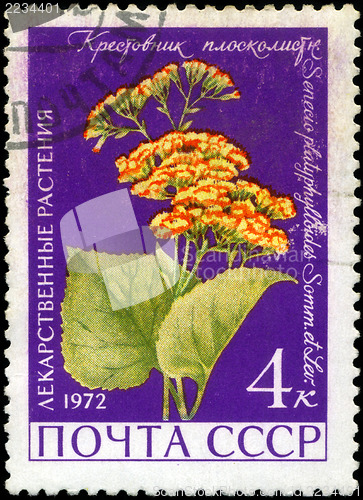 Image of USSR - CIRCA 1972: A stamp printed in USSR show Groundsel, serie