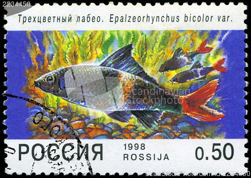 Image of RUSSIA - CIRCA 1998: A post stamp printed in Russia shows fish. 