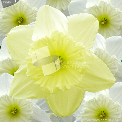 Image of Yellow and White Daffodils