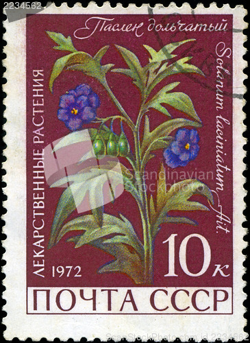 Image of USSR - CIRCA 1972: A stamp printed in USSR show Solanum laciniat