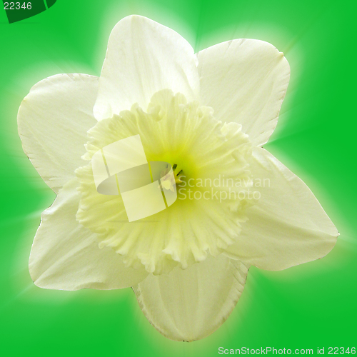 Image of Daffodil head on a green background