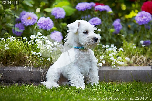 Image of white miniature schnauzer puppy