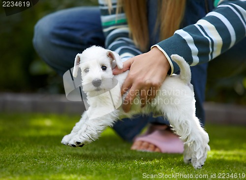 Image of white miniature schnauzer puppy