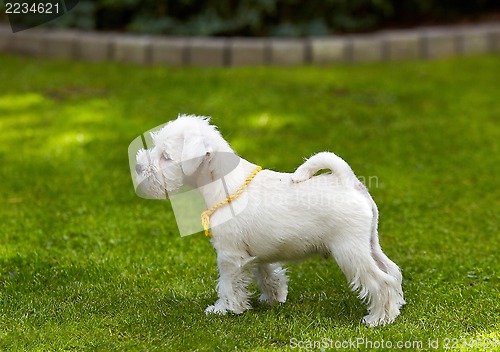 Image of white miniature schnauzer puppy