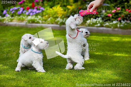 Image of white miniature schnauzer puppy