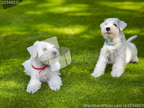 Image of white miniature schnauzer puppy