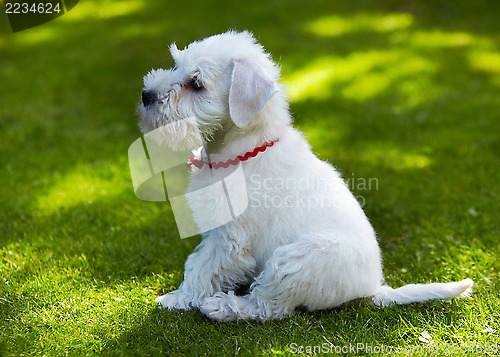 Image of white miniature schnauzer puppy