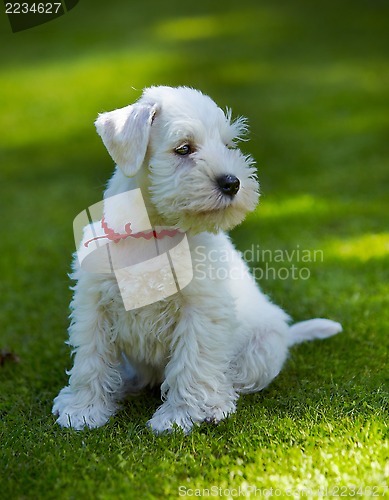 Image of white miniature schnauzer puppy