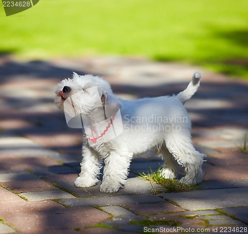 Image of white miniature schnauzer puppy