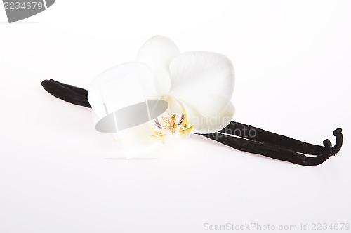 Image of Vanilla pods and flower
