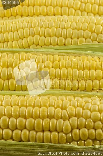 Image of Corn Close Up 02