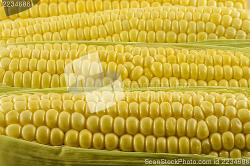Image of Corn Close Up 05