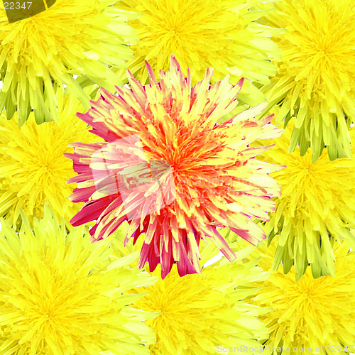 Image of Dandelion Abstract