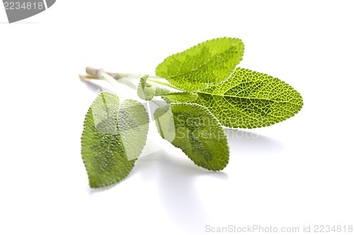 Image of sage isolated on white background