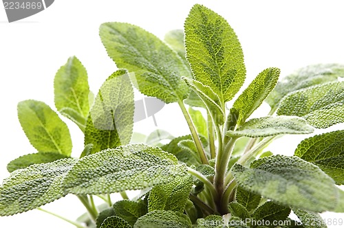 Image of sage isolated on white background