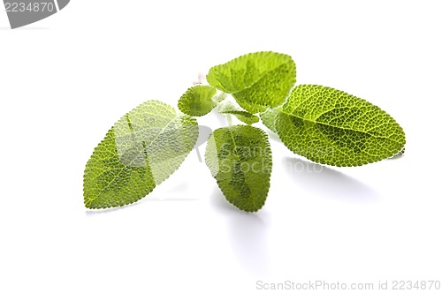 Image of sage isolated on white background