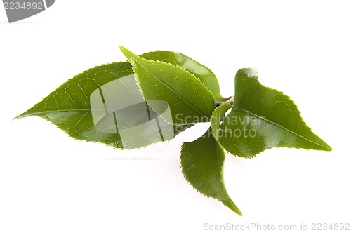 Image of fresh tea leaves isoalted on the white background