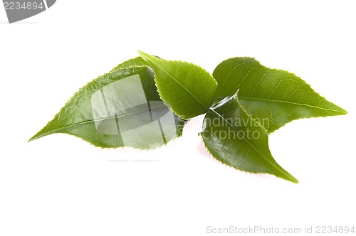 Image of fresh tea leaves isoalted on the white background
