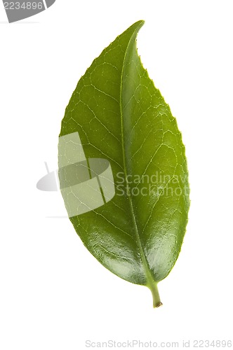 Image of fresh tea leaves isoalted on the white background