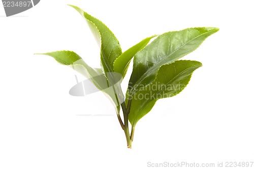 Image of fresh tea leaves isoalted on the white background