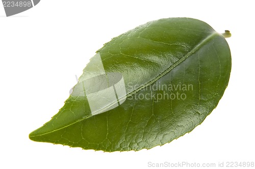 Image of fresh tea leaves isoalted on the white background