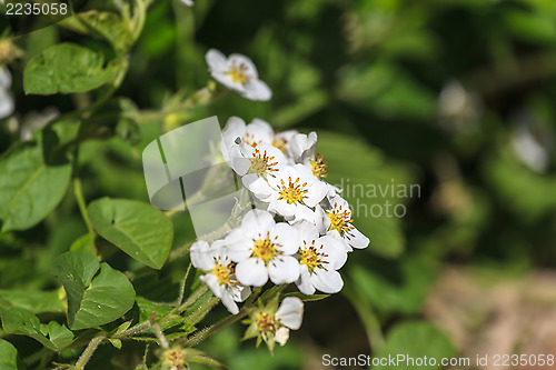 Image of Blooming strawberries