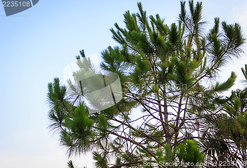 Image of Green tree branch isolated on blue sky 