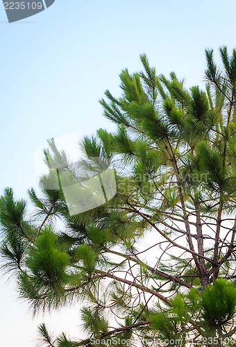 Image of Green tree branch isolated on sky background