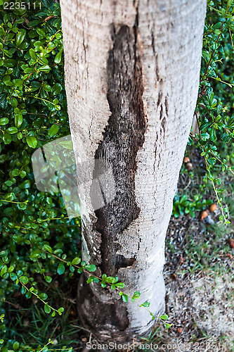 Image of Crack detail of alive hollow tree trunk 
