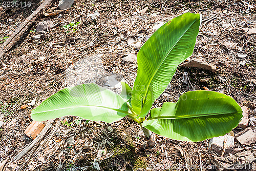 Image of Young banana tree  is growing in kitchen garden