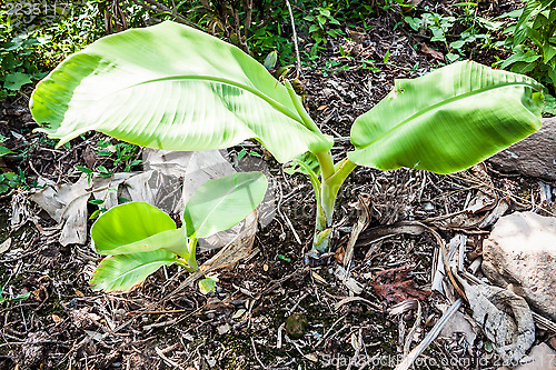 Image of Young banana trees  are growing from the ground