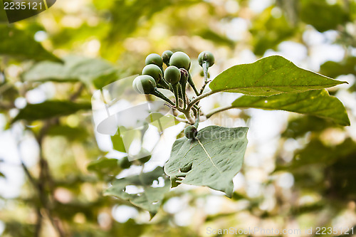 Image of Close up green mini eggplant on green background